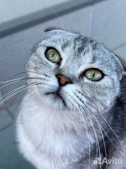 Шотландская вислоухая кошка