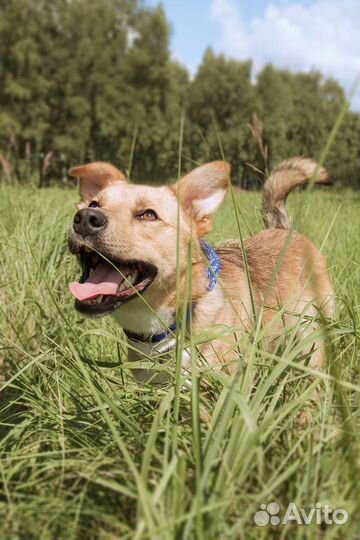 Собака в добрые руки отдам бесплатно