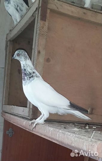 Будапештские высоколётные голуби