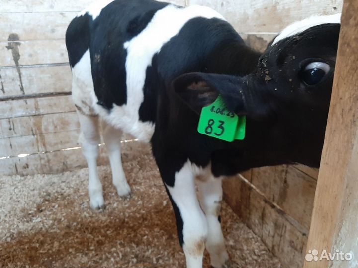 Бычки телята от 1мес