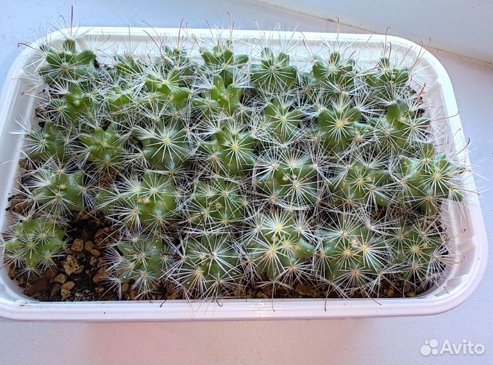 Кактусы Mammillaria, Gymnocalycium, Frailea
