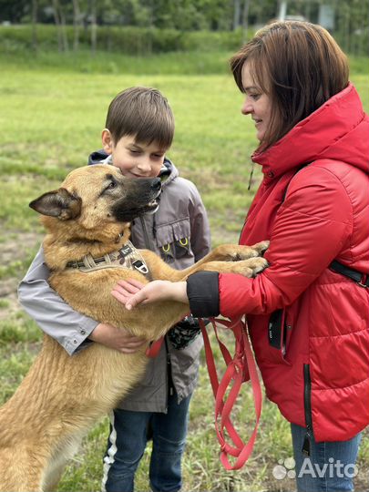 2 года в приюте ждет