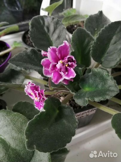 Фиалки - семполии