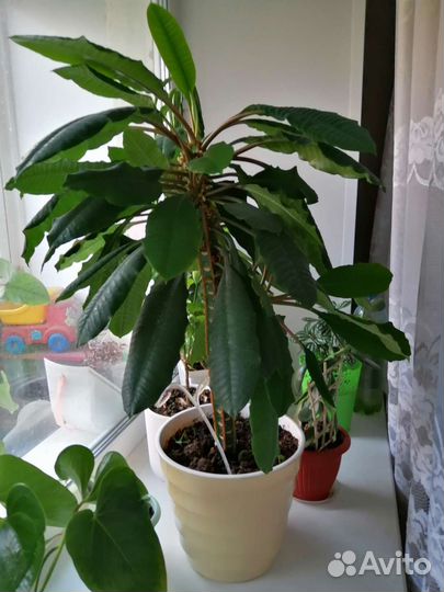 Молочай фикус