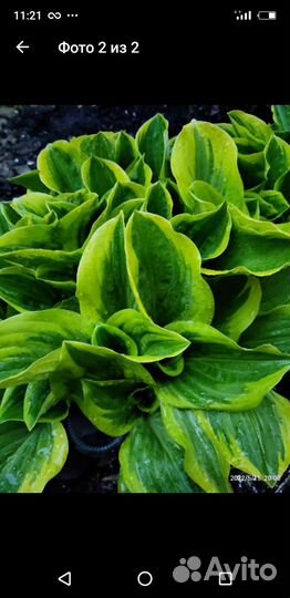 Хоста растение