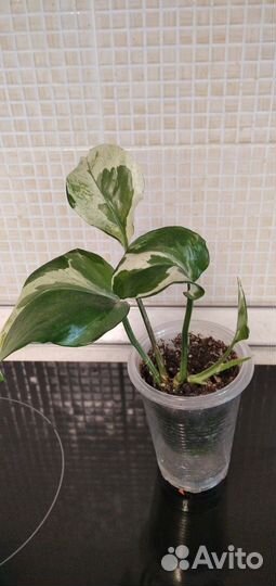 Сциндапсусы эпипремнумы