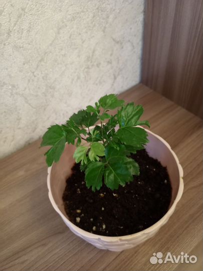 Полисциас. Остался 1 шт