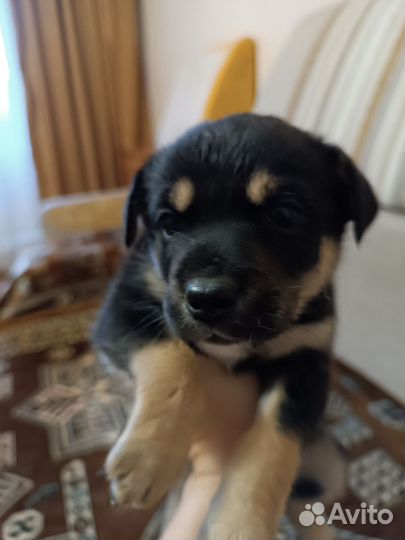 Щенки в добрые руки