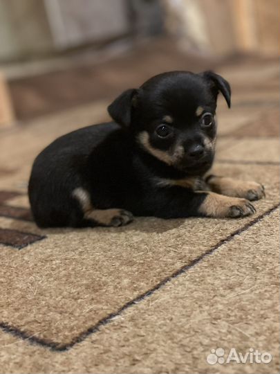 Той-терьер щенки