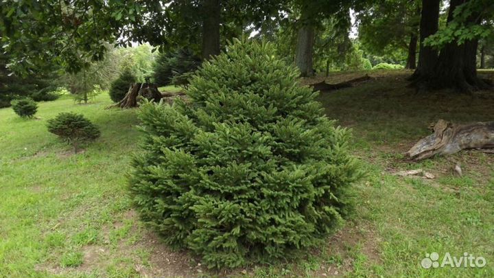 Подушковидные ели