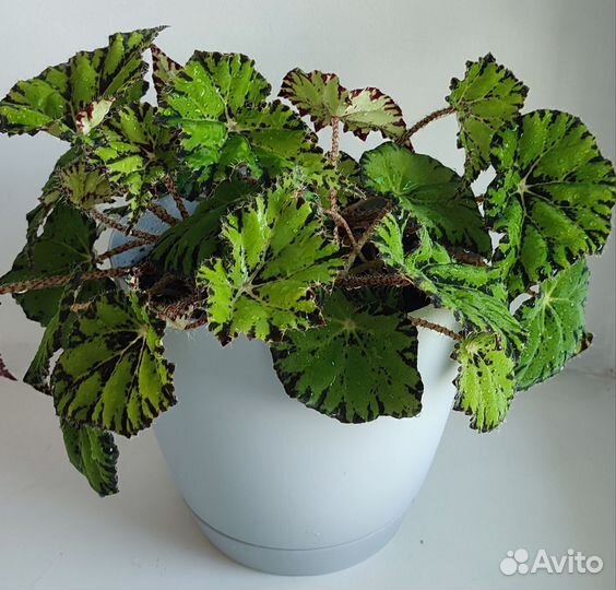 Бегония тигровая