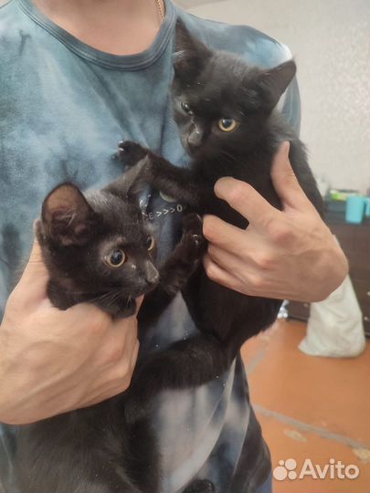Кошка в дар бесплатно