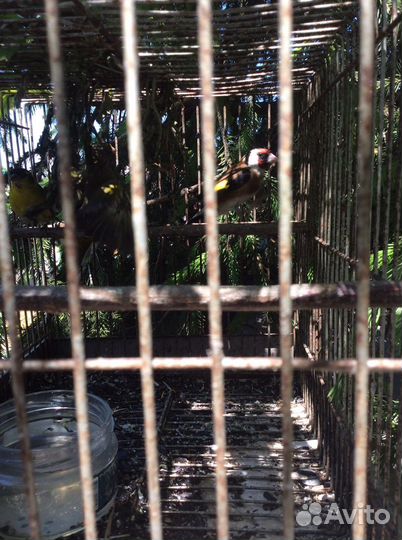 Певчие птицы