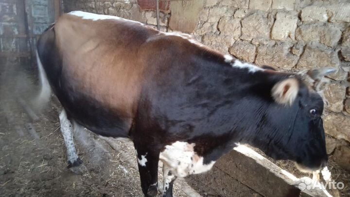 Корова стельная