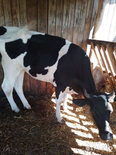 Корова торг