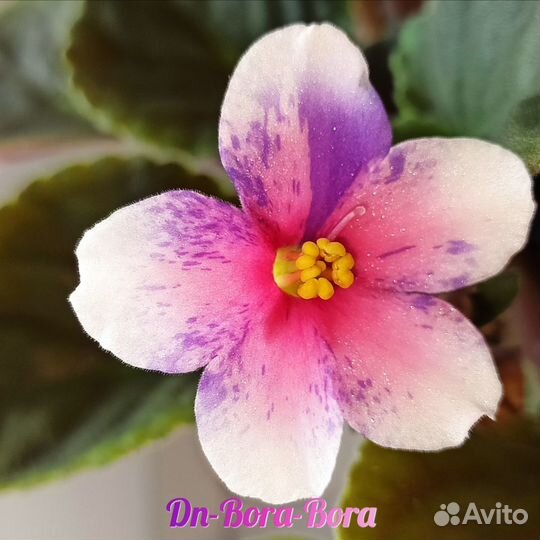 Сортовые фиалки