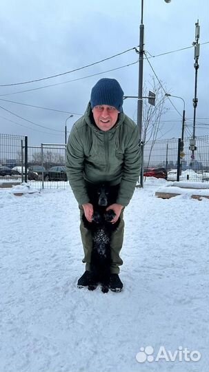 Дрессировка собак опытным кинологом