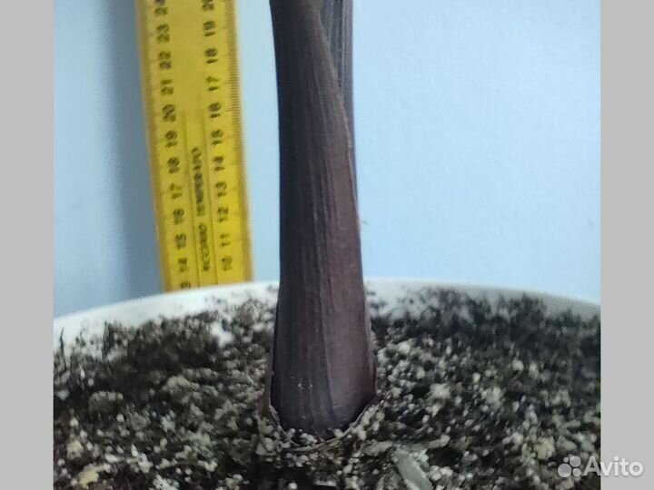 Бутылочная пальма Hyophorbe lagenicaulis