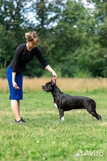 Профессиональный хендлер
