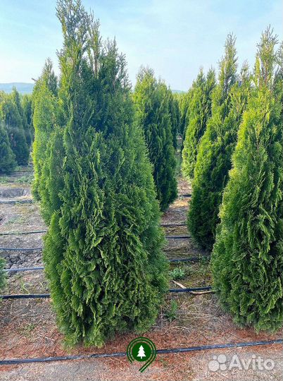 Туя смарагд оптом