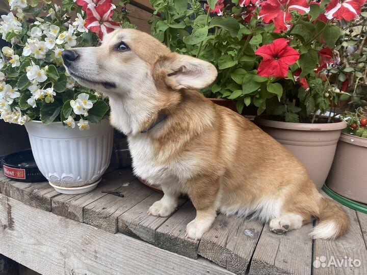 Девочка Вельш -корги