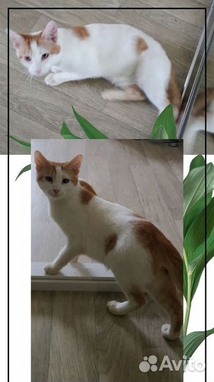 Котенку 8 месяцев