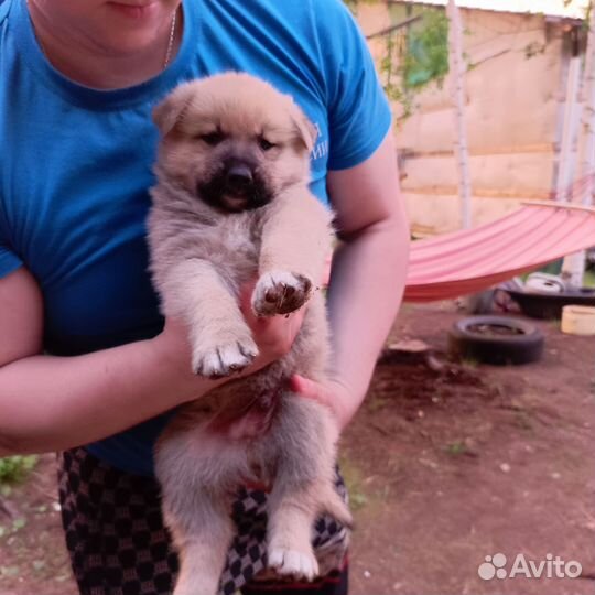 Собака в добрые руки отдам бесплатно