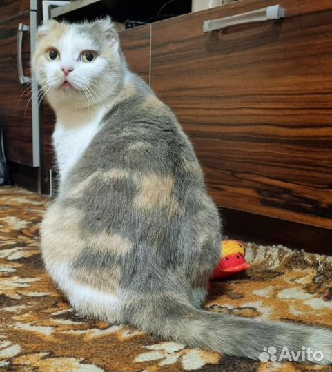 Кошечка Луна