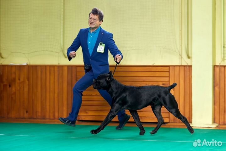 Щенки кане Корсо