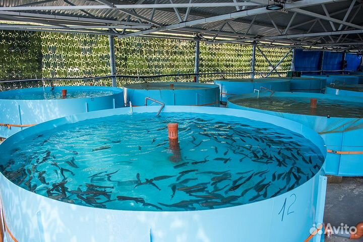 Малек форели для зарыбления