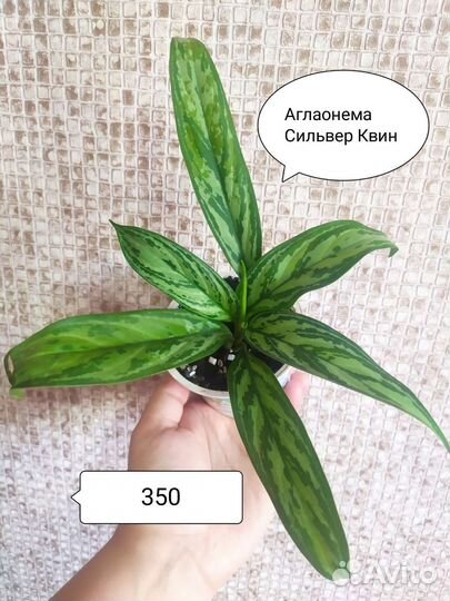 Аглаонема