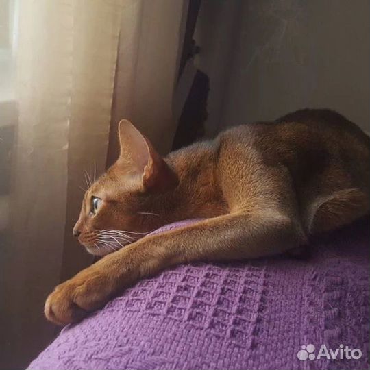 Абиссинские котята