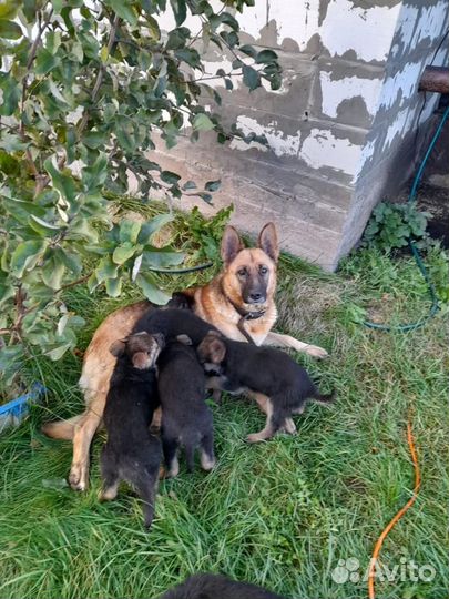 Щенки немецкой овчарки