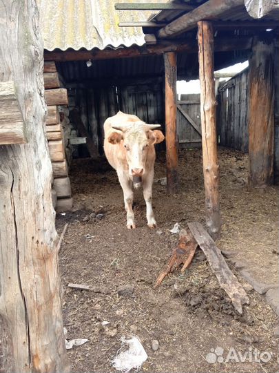 Телочка 1,7 месяцев