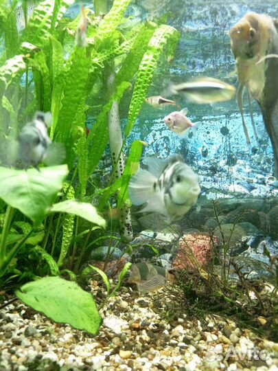 Тигровый попугай (Цихлида)