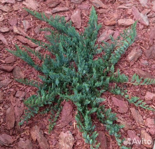 Можжевельник Блю Чип