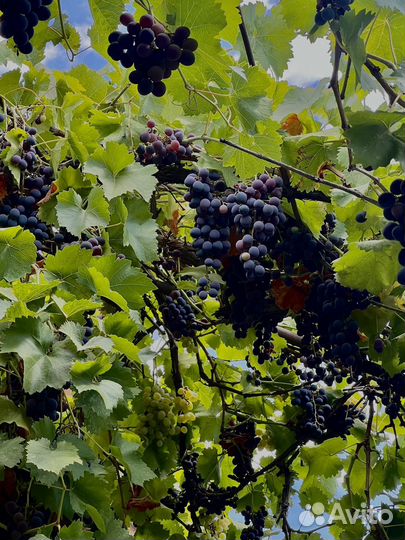 Виноград столовый