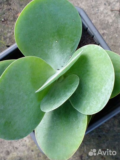 Каланхоэ декоративный вид, обычный каланхоэ