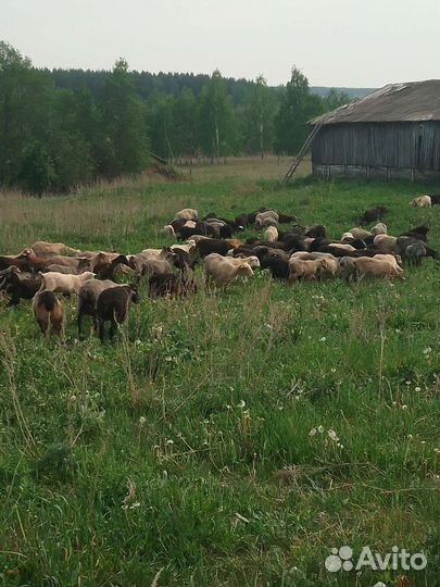 Бараны овцы полукурдючные и курдючныне на курбан