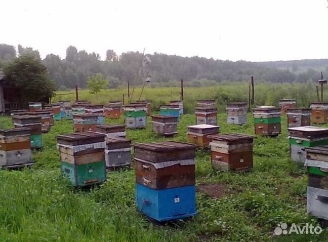 Мед 24 года из Алтая опт