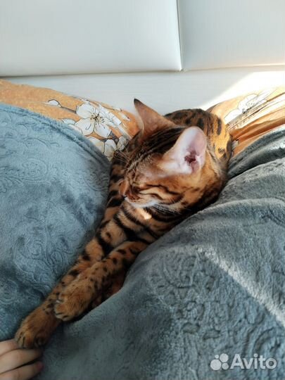 Бенгальская кошка бесплатно