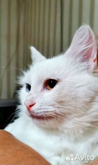 Белый котик с разными глазами