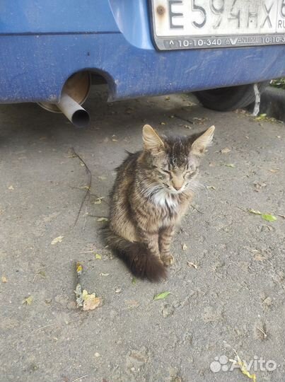 Найдена кошка