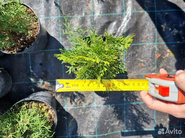 Туя западная Смарагд