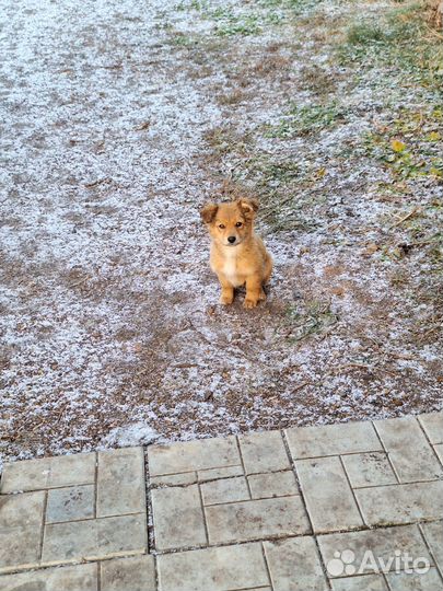 Щенки, брошенки