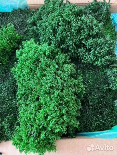 Вечно зеленый мох для дизайна эко панно кашпо