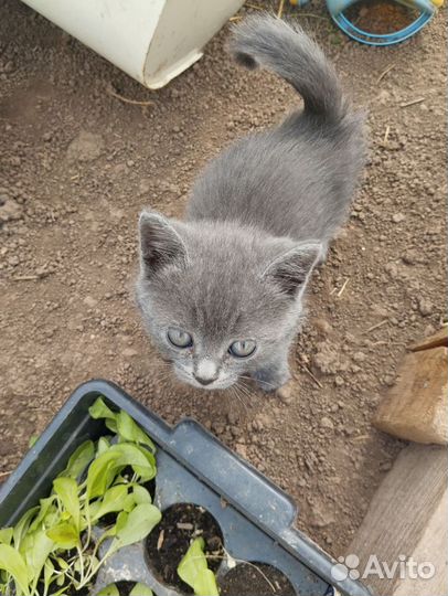 Котенок в дар бесплатно