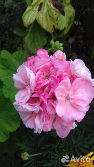 Герань пеларгония