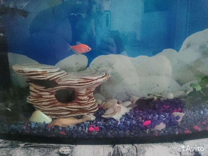 Аквариум
