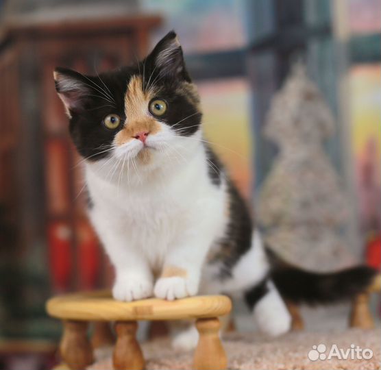 Рыжик и черепашка